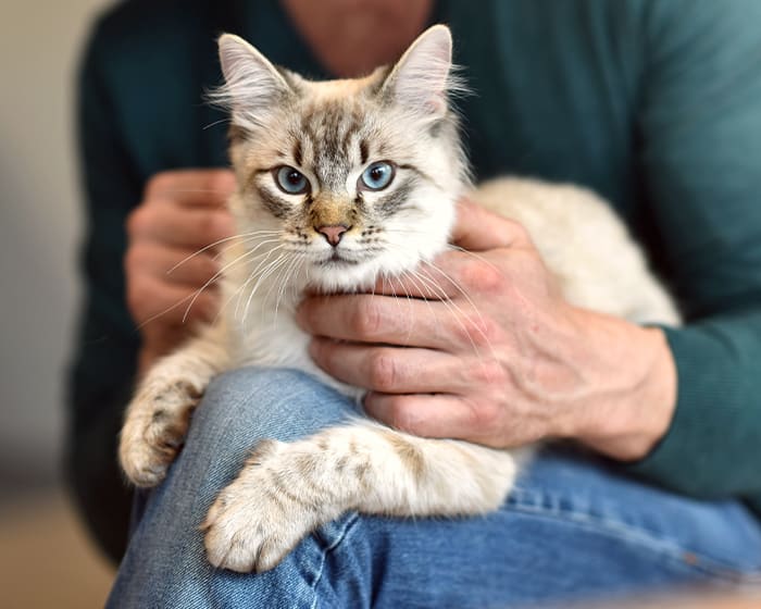 A Cat on a Wellness Exams in Fort Worth