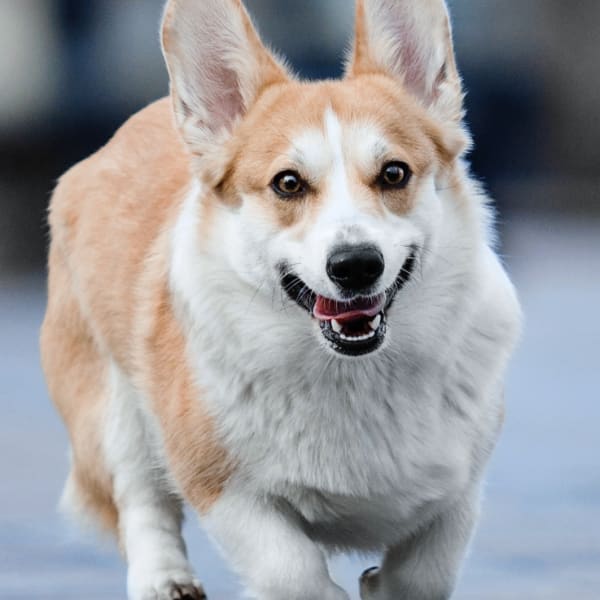 Dog and Cat Surgeries, Fort Worth Vets