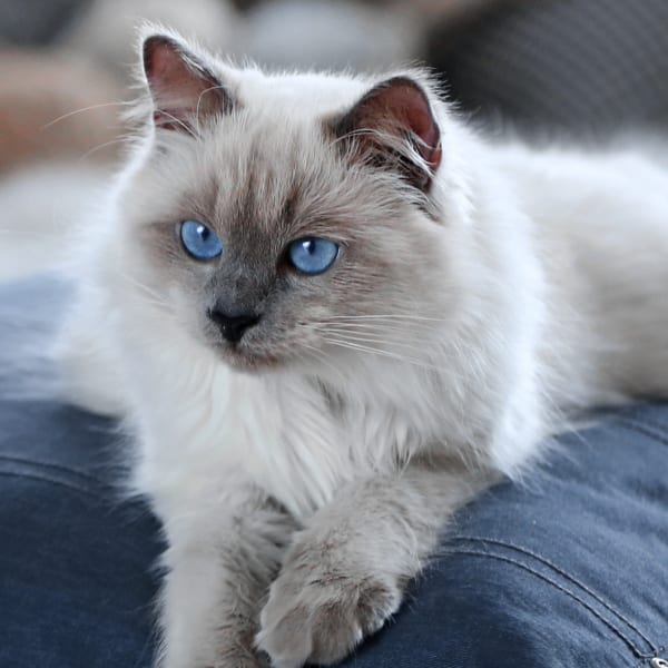 Vaccinations and Prevention, Fort Worth Vets