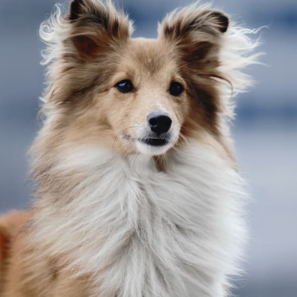 Veterinary Dental Care For Dogs and Cats in Fort Worth