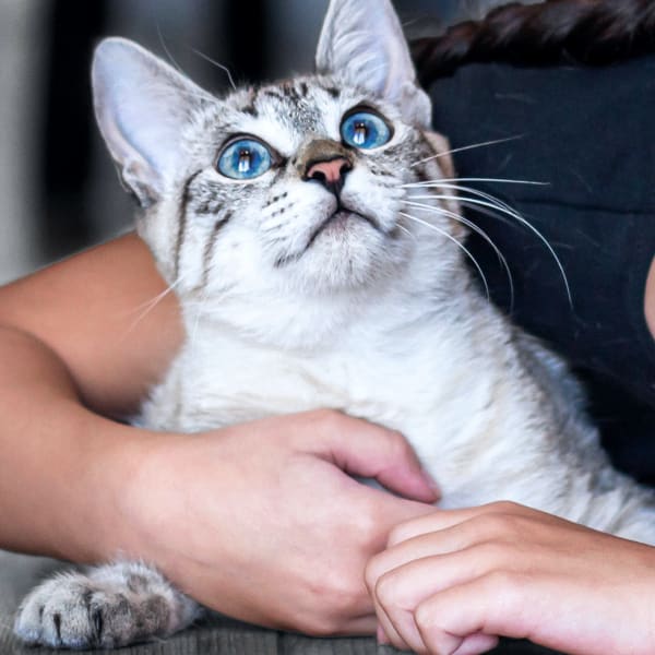 Puppy and Kitten Care, Fort Worth Vets