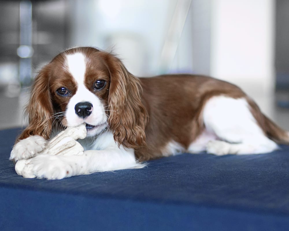 Harris Parkway Animal Hospital , Fort Worth Veterinarian