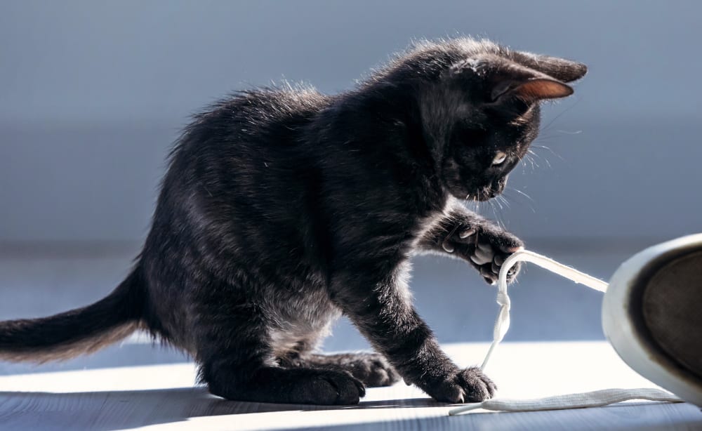 A kitten is playing, Harris Parkway Animal Hospital