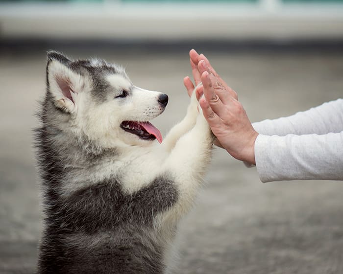 A husky puppy on an exam at our Fort Worth vet hospital