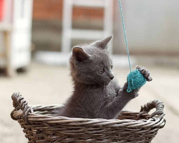 Kitten in a basket playing with a yarn ball before a vet surgery